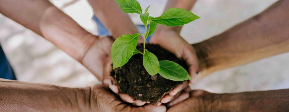 L'ESPRIT GREEN AU SEIN DU FIVE SEAS