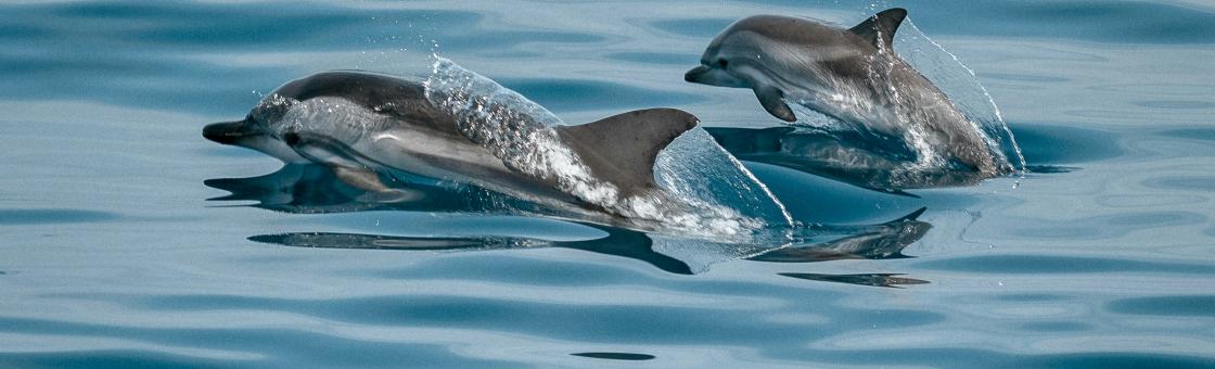 Five Seas Hotel - Expériences